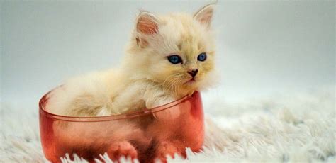 6 Week Old Kittens Development and Care Guide