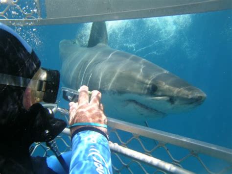 Shark Cage Diving with Great White Sharks in Port Lincoln, South Australia