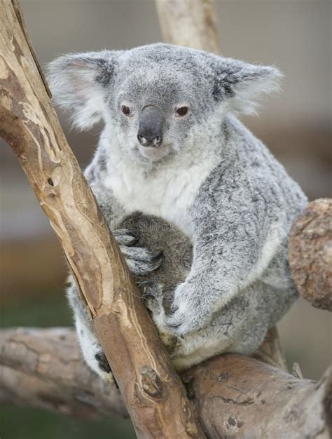 Koala Bear Australian Adult Female with Baby Joey Stock Image - Image of native, koalabear: 12930977