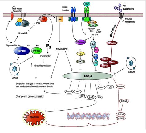 Glycogen synthase kinase-3 (GSK-3) and inositol monophosphatase... | Download Scientific Diagram