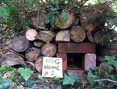 Make A Hedgehog Home Out Of Bricks | Hedgehog house, Diy hedgehog house, Wildlife gardening