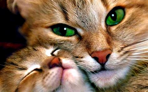 Mother And Child Cat Wallpapers HD / Desktop and Mobile Backgrounds