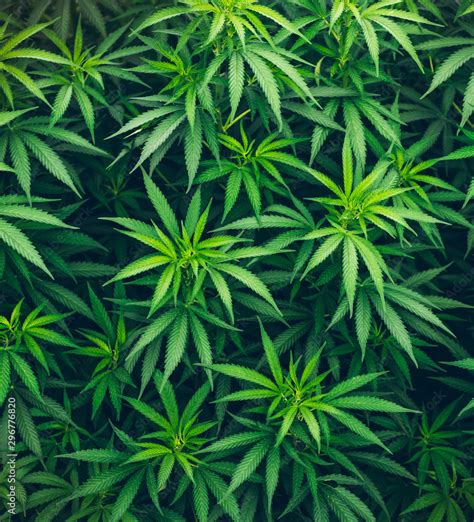 marijuana leaves background wallpaper cannabis Stock Photo | Adobe Stock