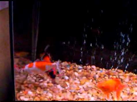 koi fish aquarium setup - YouTube