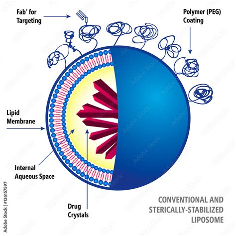 Conventional and Sterically-Stabilized Liposome. Medical vector illustration of liposomes drug ...