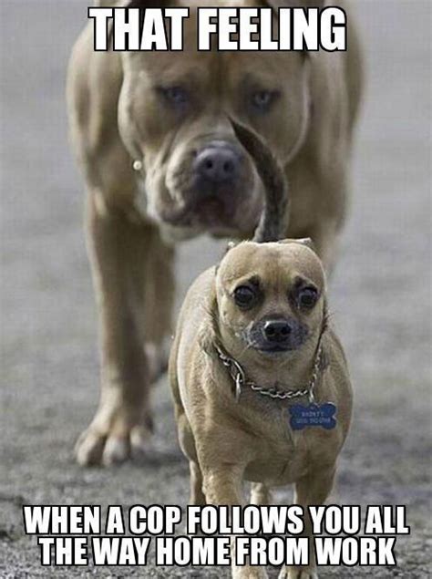 6+ Astounding Lesser Known Dog Breeds Ideas | Funny dog memes, Funny dog pictures, Funny animal ...