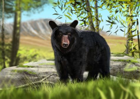 Zoo Park: Run Your Own Animal Sanctuary: The Black Bear