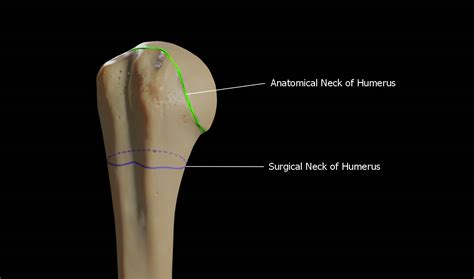 Humerus 3d Anatomy | Doc Jana