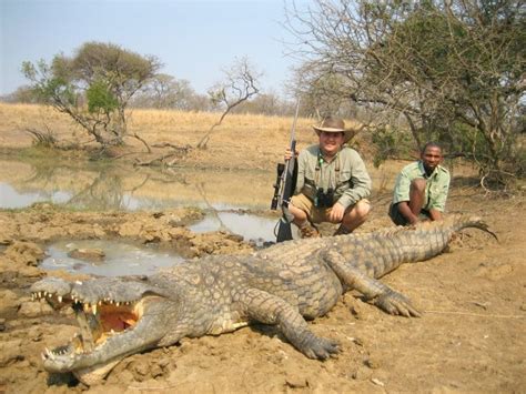 Nile crocodile breeding in the farm is quite an expensive business