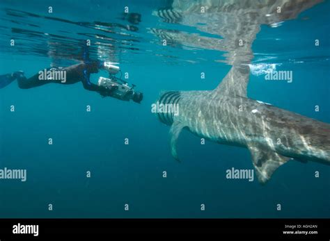 basking shark feeding in the UK Stock Photo - Alamy