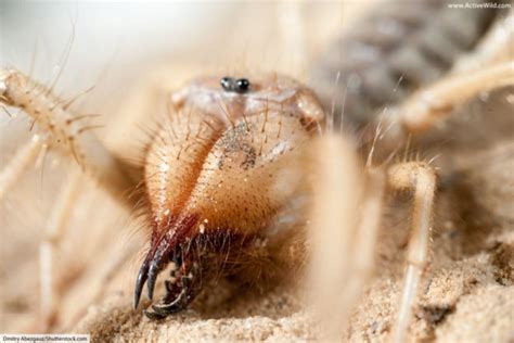 Camel Spider Facts, Pictures & In-Depth Information. Desert Arachnids