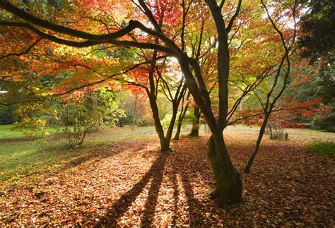 Discover the best places to see autumn leaves in the UK | KAYAK