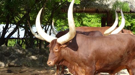 Ankole Cattle Facts, The Horns, Buying And Selling Cattle, 51% OFF