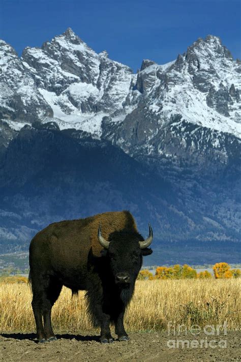 Bison In Grand Teton Photograph by Jean-Louis Klein & Marie-Luce Hubert - Fine Art America