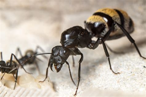 Camponotus fulvopilosus queen : r/antkeeping