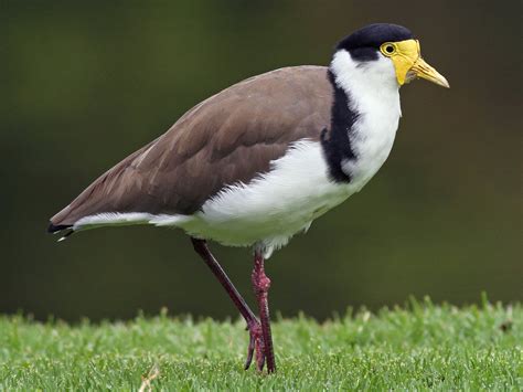 Masked Lapwing – Profile | Traits | Facts | Habitat | Breeding - BirdBaron