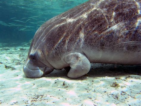 Manatee Feeding