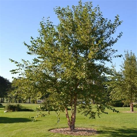 River Birch Tree | River Birch Tree for Sale - PlantingTree