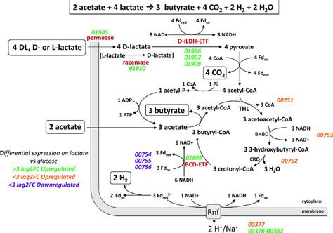 Proposed mechanisms of butyrate formation from lactate in A. soehngenii ...