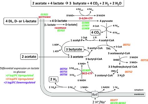 Proposed mechanisms of butyrate formation from lactate in A. soehngenii... | Download Scientific ...