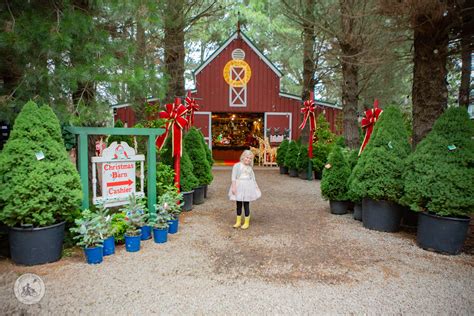 The Christmas Tree Farm, Moorooduc — mamma knows south