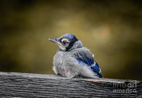 Baby Blue Jay Photograph by Robert Frederick