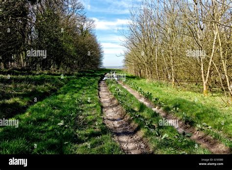 An off- road track on the Salisbury Plain Military Training Area, Wiltshire, United Kingdom ...