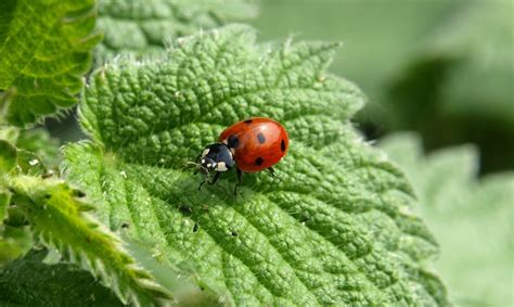 Where are the ladybugs during winter?