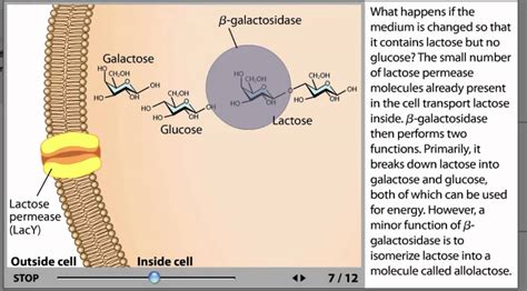 The lac Operon Process Animation from Microbiology 2e - YouTube