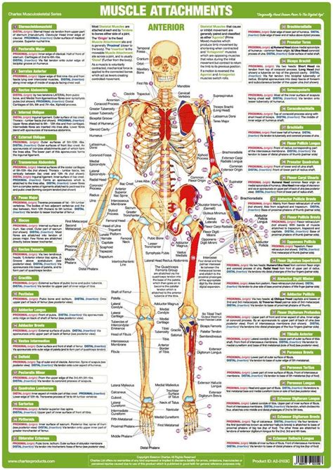 Muscle Anatomy Charts Human Body Posters Bodybuilding Posters - Etsy | Human muscle anatomy ...