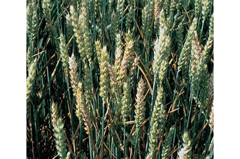 Disease Management in Cereal Crops | Crop Science US