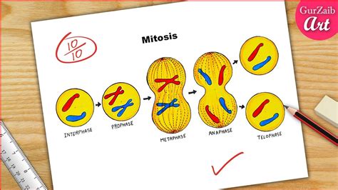 Mitosis stages Diagram drawing CBSE || easy way || Labeled Science ...