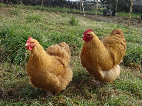 Orpington Chicken Facts - Raising Awesome Chickens