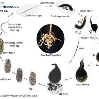 Life cycle of Root knot nematode (Dallavalle et al., 2005). | Download ...