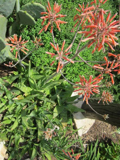 Orange Flowers for the Texas Landscape - Lisa's Landscape & Design