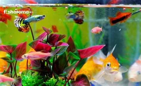 22 Coolest Fish for Your Freshwater & Saltwater Aquarium