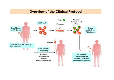 Gene Therapy of Human beta-Thalassemias