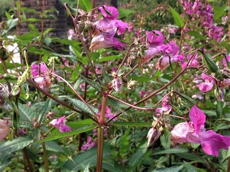 Himalayan Balsam, Policemans Helmet, Bobby Tops, Copper Tops, Impatiens ...