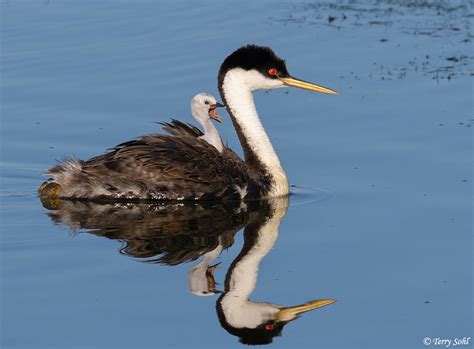 Western Grebe - Photograph - Picture