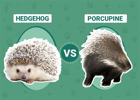 Hedgehog vs. Porcupine: The Key Differences (With Pictures) | PangoVet