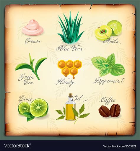 Set of natural cosmetics ingredients Royalty Free Vector