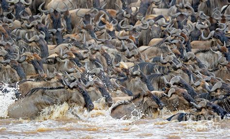 Wildebeest Crossing River Photograph by Ingo Schulz