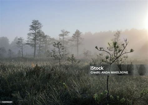 Misty Mire Landscape With Swamp Pines And Traditional Mire Vegetation Fuzzy Background Fog In ...