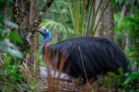 Ecology & Habitat - Save the Cassowary - Rainforest Rescue