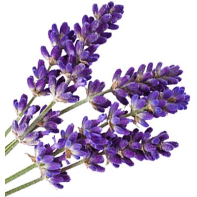 Lavender transparent PNG - StickPNG