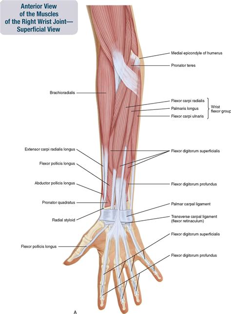 7. Muscles of the Forearm and Hand | Musculoskeletal Key