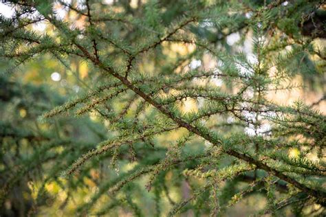 How to Grow and Care for a Tamarack Tree