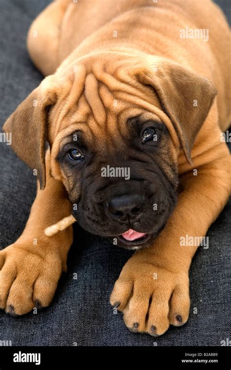 South African Boerboel Puppy Stock Photo - Alamy