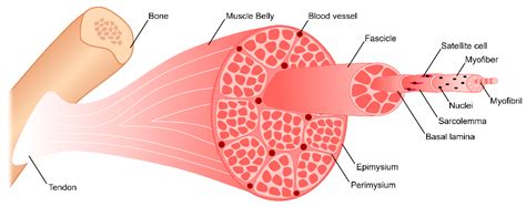 Skeletal Muscle Tissue Cross Section