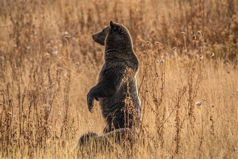 Wildlife Program - Idaho Conservation League